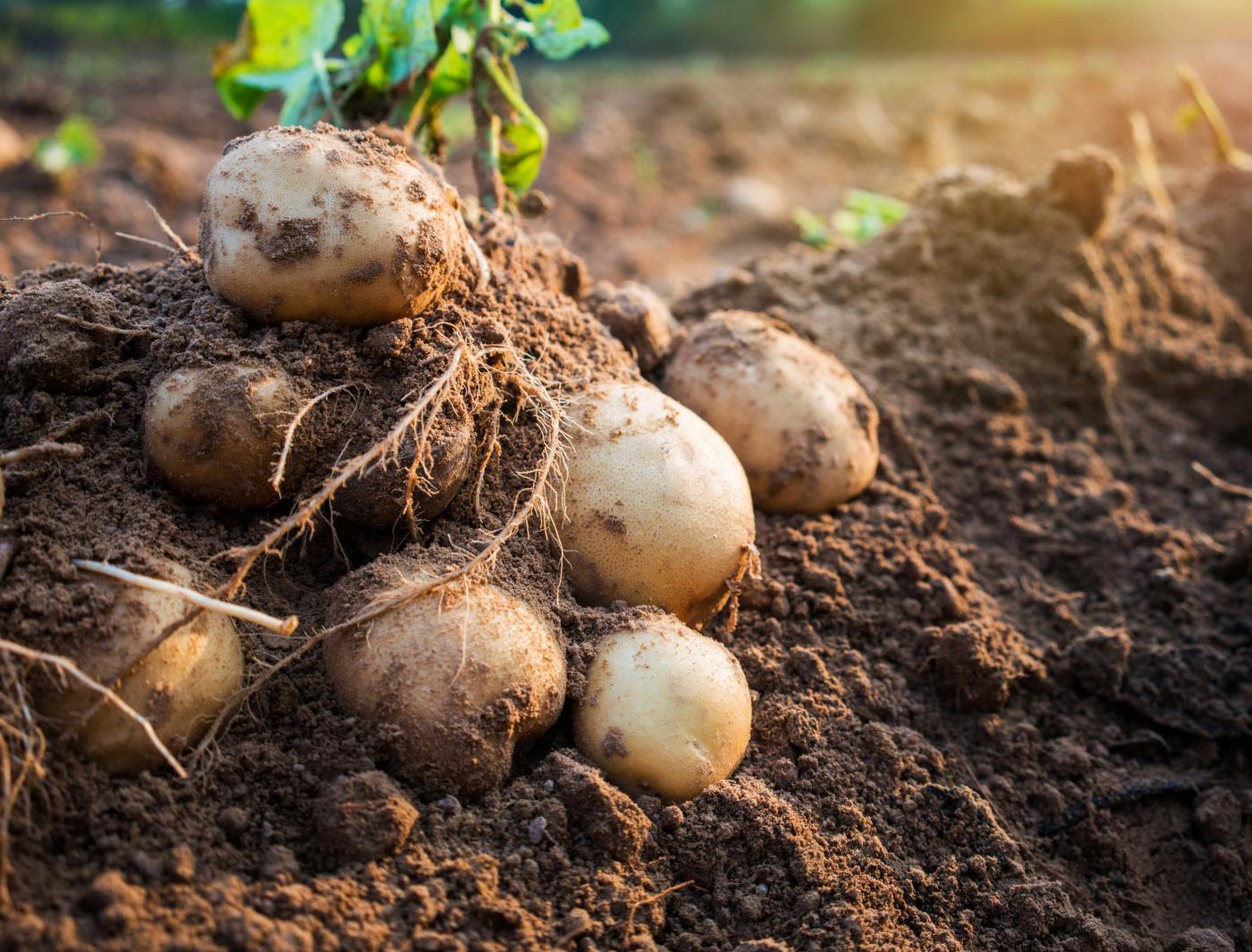 Línea de pelado por lotes de patatas y zanahorias