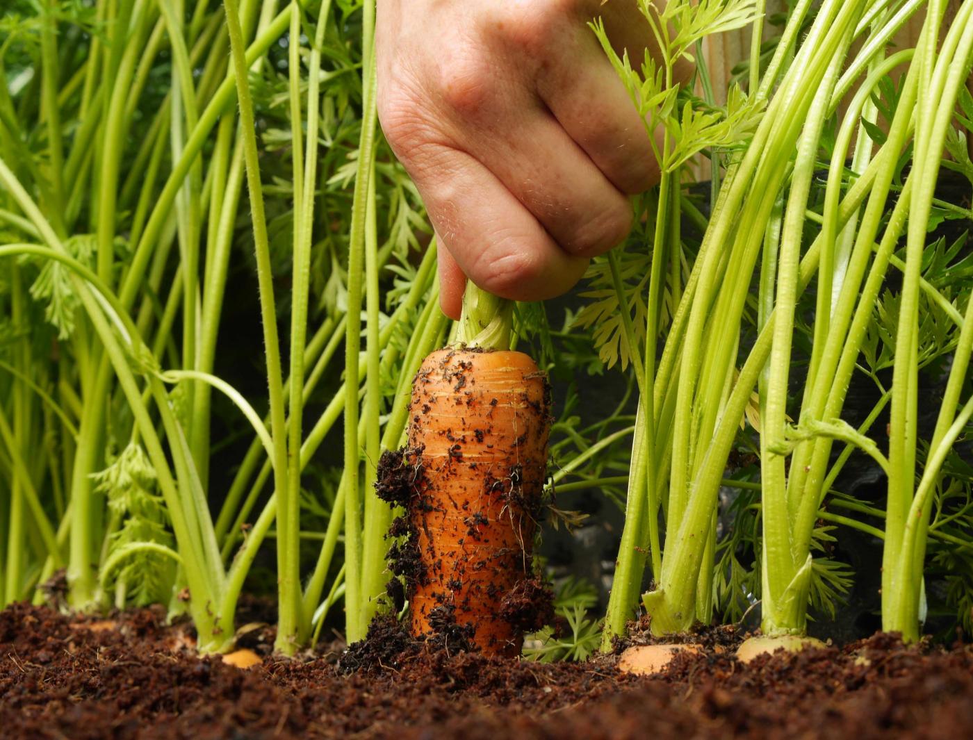 Carrot peeling and piece cutting line